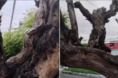Jiboia de quase 3 metros é resgatada pelo Corpo de Bombeiros em Patos após aparecer em árvore
