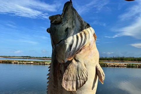 Peixe de quase 200 quilos é encontrado em fazenda de produção de camarão