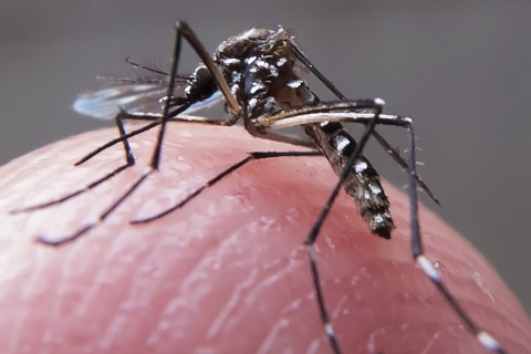 Paraíba confirma quinta morte por dengue em 2024