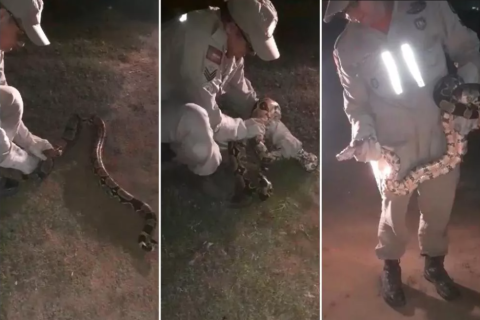 Mais uma cobra Jiboia é capturada em Patos; é a segunda em uma semana na mesma localidade