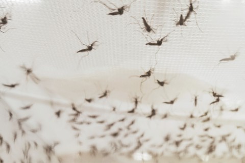 Paraíba tem 12 mortes em investigação por dengue e chikungunya; veja em quais cidades